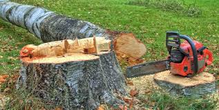 Best Arborist Consultation Services  in Glen Allen, VA