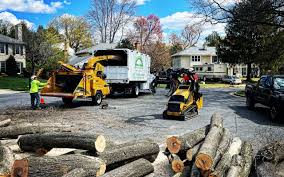 Best Hazardous Tree Removal  in Glen Allen, VA
