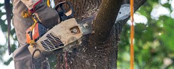 Best Tree Risk Assessment  in Glen Allen, VA