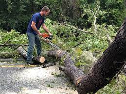 Best Tree Preservation Services  in Glen Allen, VA