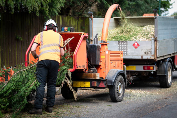 Best Tree Removal  in Glen Allen, VA