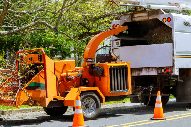 How Our Tree Care Process Works  in  Glen Allen, VA