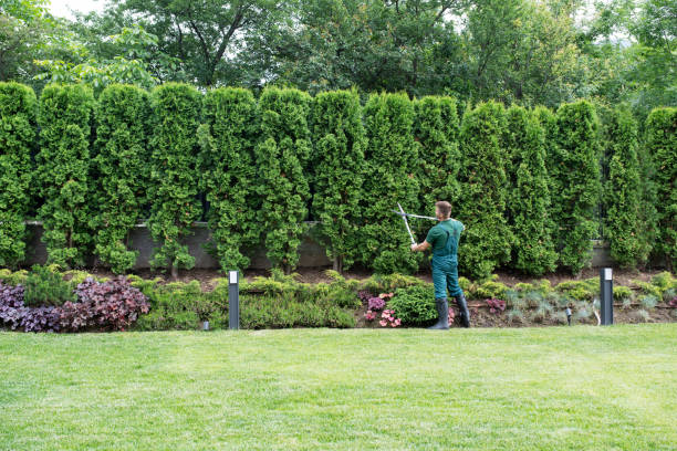 Best Weed Control  in Glen Allen, VA