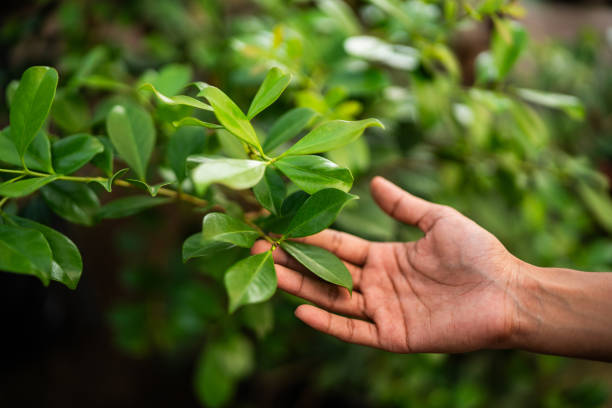 Professional Tree Services in Glen Allen, VA