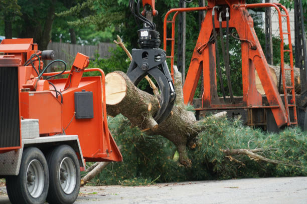 Best Lawn Watering Services  in Glen Allen, VA