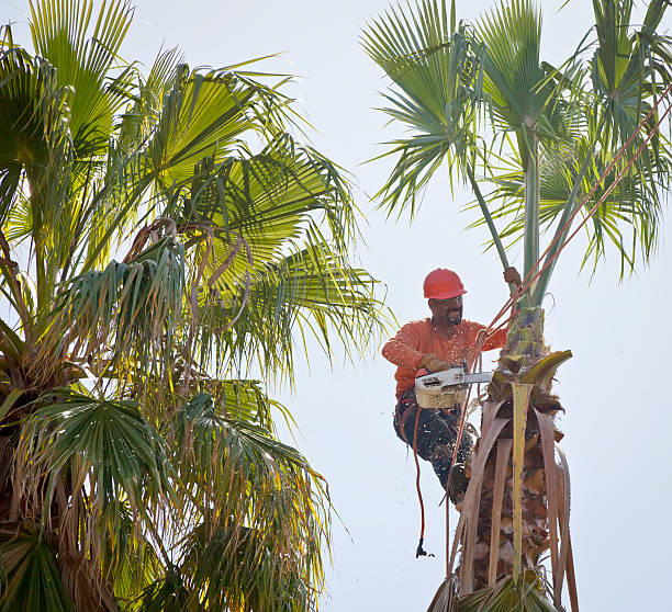 Best Storm Damage Tree Cleanup  in Glen Allen, VA