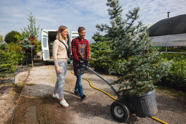 Best Tree Cabling and Bracing  in Glen Allen, VA