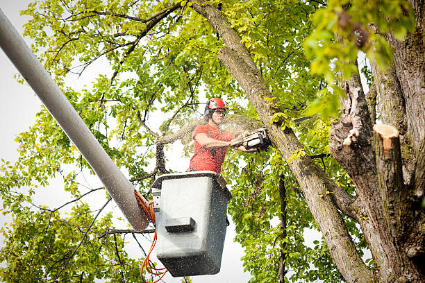 Best Root Management and Removal  in Glen Allen, VA