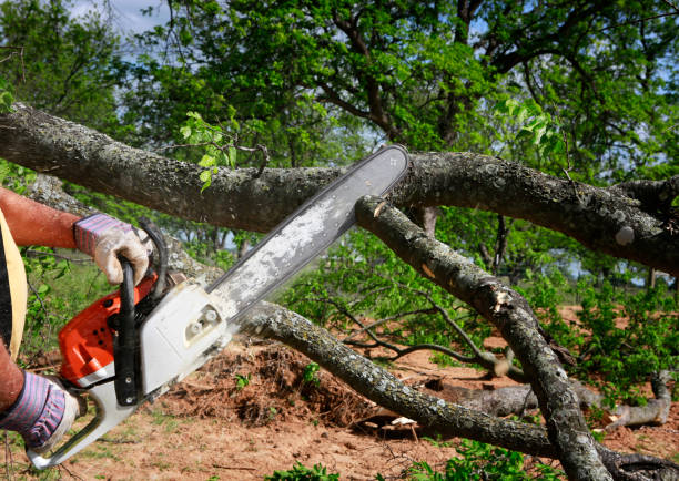 Best Firewood Processing and Delivery  in Glen Allen, VA
