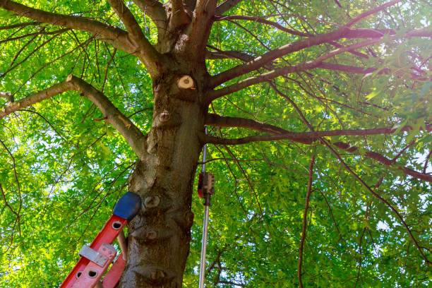 Best Fruit Tree Pruning  in Glen Allen, VA